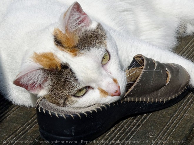 Photo de Chat domestique