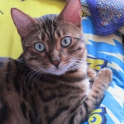 Photo de Bengal