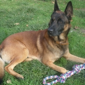 Photo de Berger belge malinois