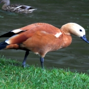 Photo de Canard tadorne casarca