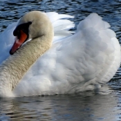 Photo de Cygne