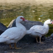 Photo de Canard de barbarie