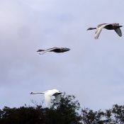 Photo de Cygne