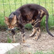 Photo de Bengal