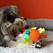 Photo de Schnauzer nain