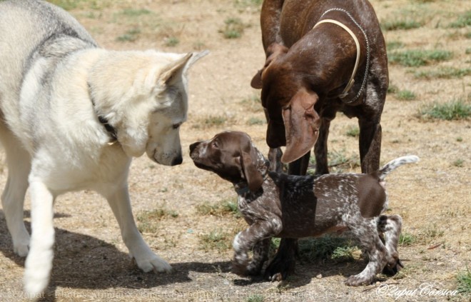 Photo de Braque allemand  poil court