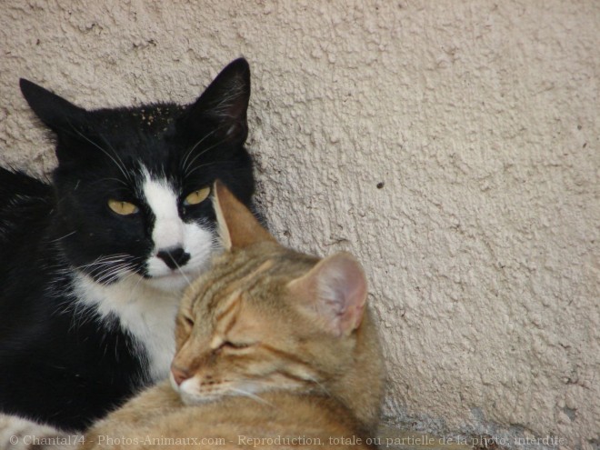 Photo de Chat domestique