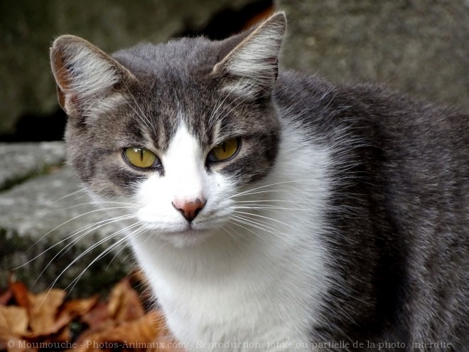 Photo de Chat domestique