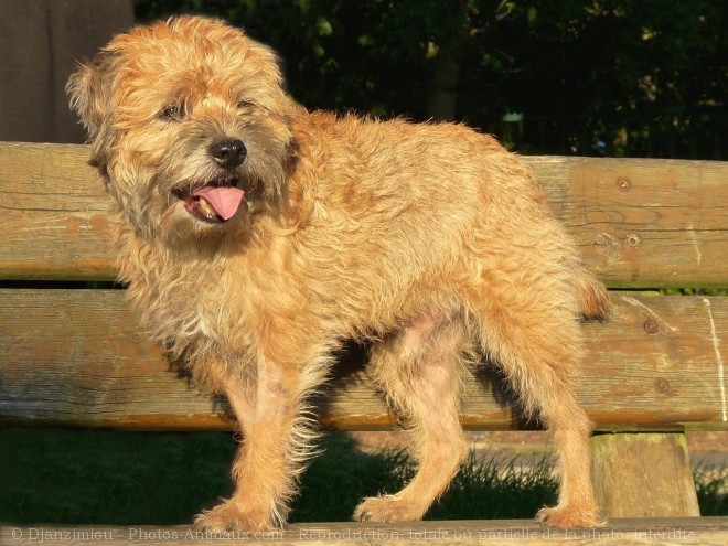 Photo de Border terrier