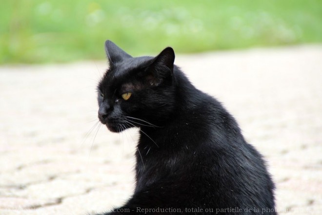 Photo de Chat domestique