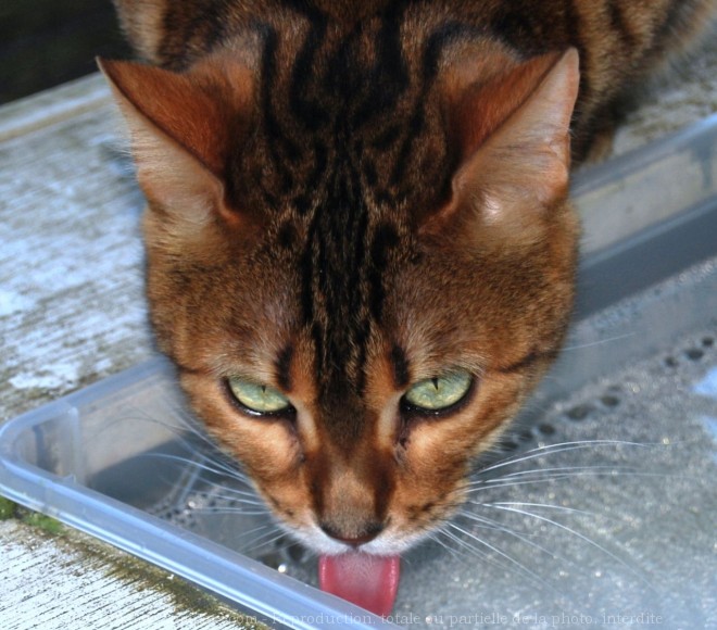 Photo de Bengal