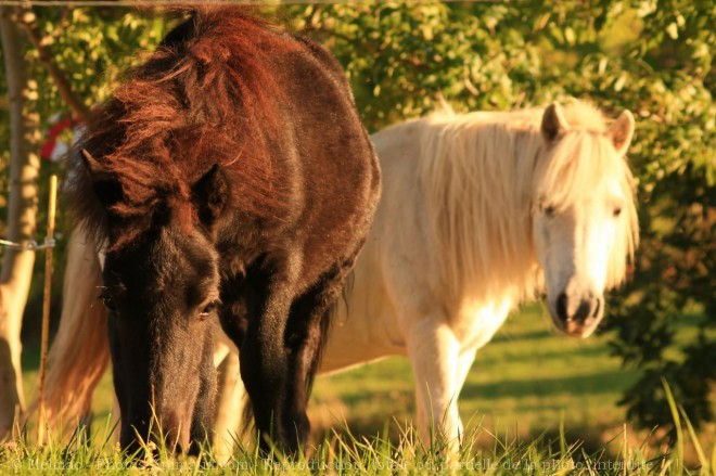 Photo de Poney (toutes races)