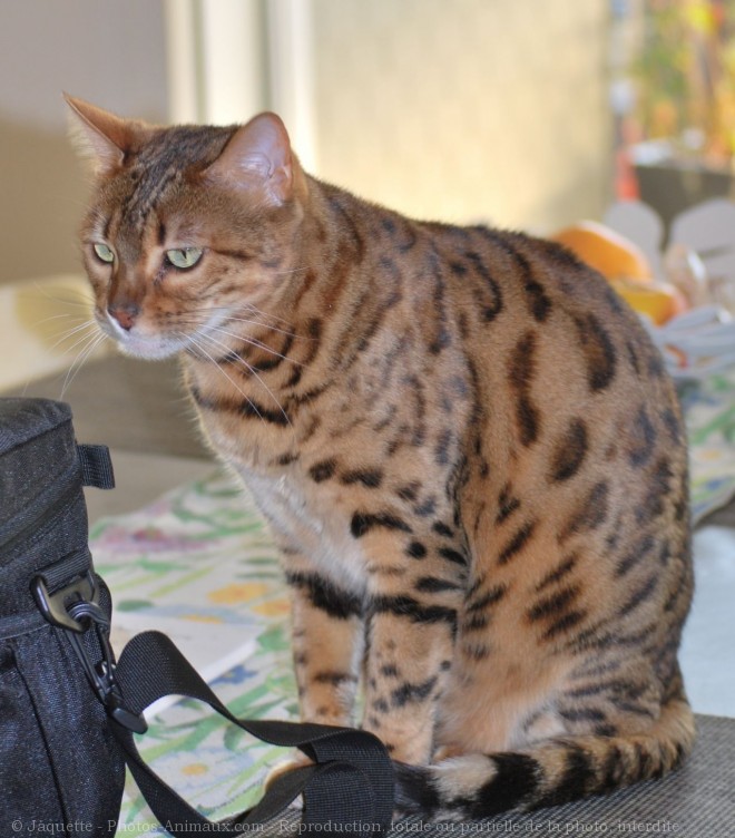 Photo de Bengal