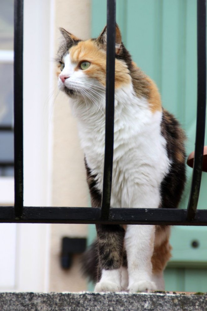 Photo de Chat domestique