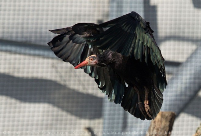 Photo d'Ibis chauve