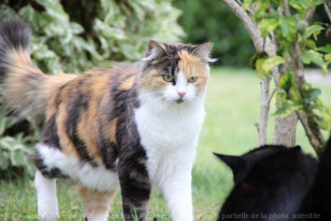 Photo de Chat domestique