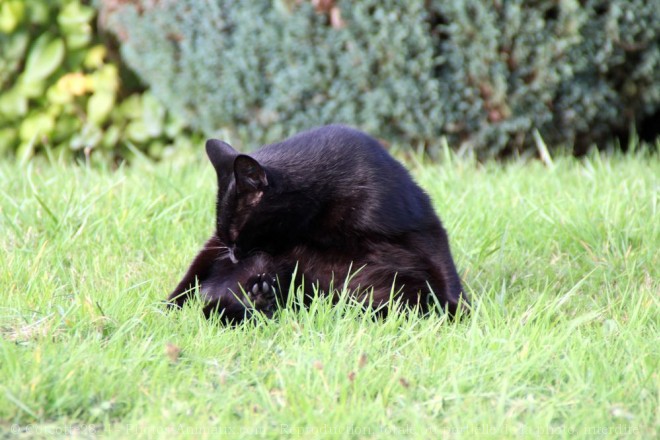 Photo de Chat domestique