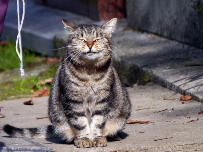 Photo de Chat domestique