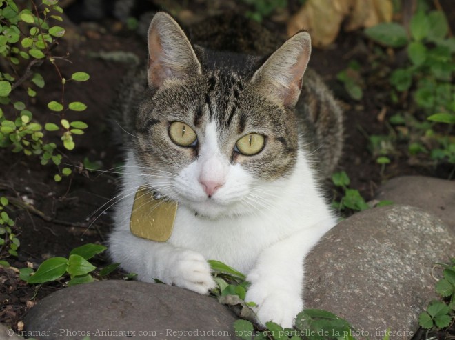 Photo de Chat domestique