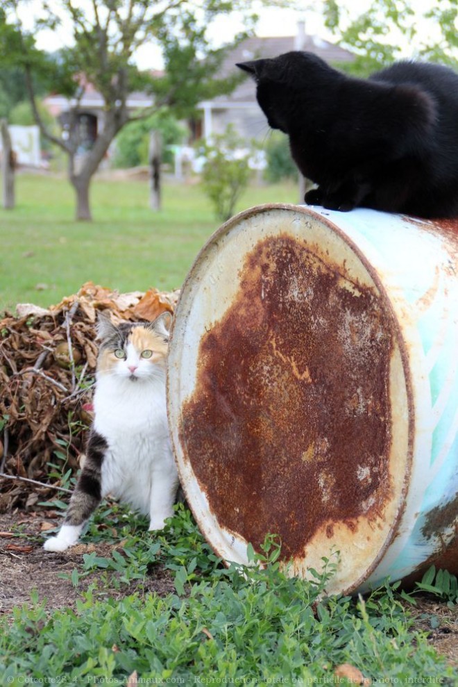 Photo de Chat domestique