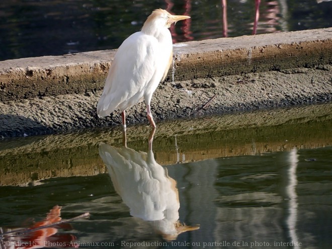 Photo de Hron garde-boeufs