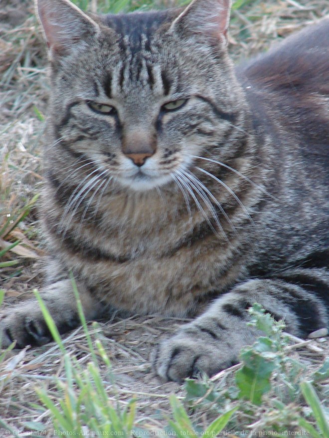 Photo de Chat domestique