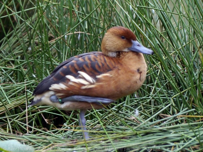 Photo de Canard dendrocygne