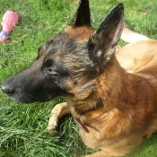 Photo de Berger belge malinois