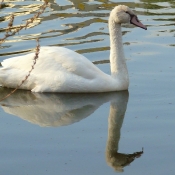 Photo de Cygne