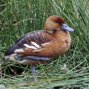 Photo de Canard dendrocygne