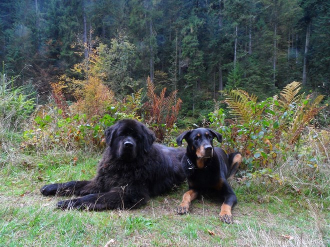 Photo de Chien de terre-neuve