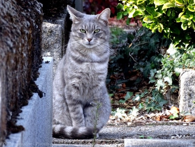 Photo de Chat domestique