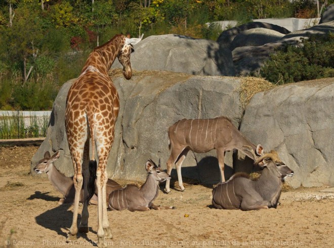 Photo de Girafe