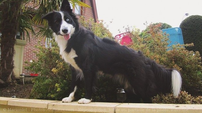 Photo de Border collie