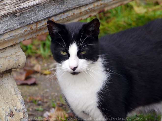 Photo de Chat domestique