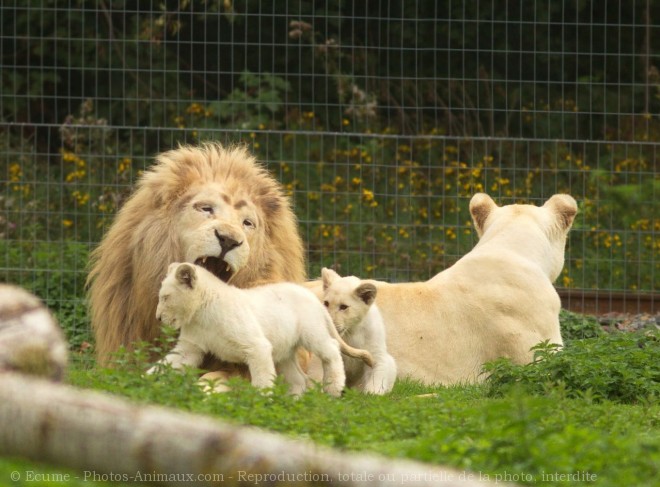 Photo de Lion