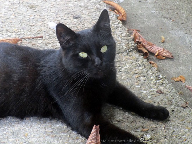 Photo de Chat domestique