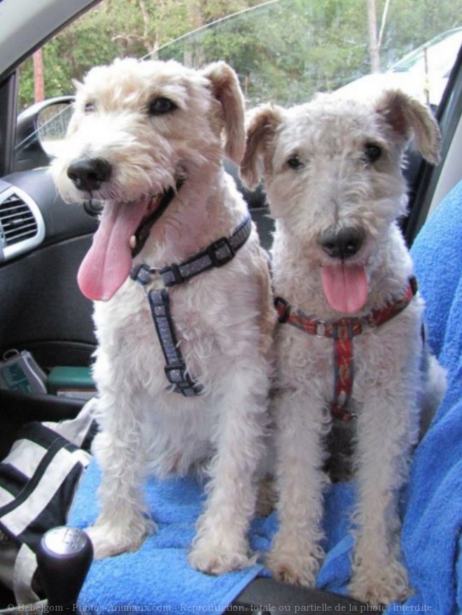 Photo de Fox terrier  poil dur