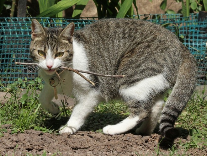 Photo de Chat domestique