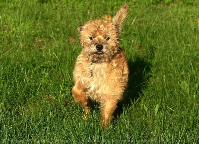 Photo de Border terrier