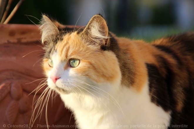 Photo de Chat domestique