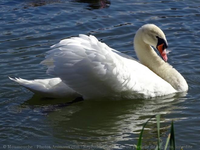 Photo de Cygne