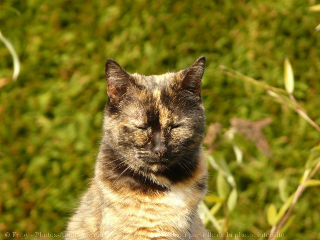 Photo de Chat domestique