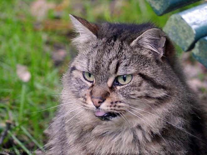 Photo de Chat domestique