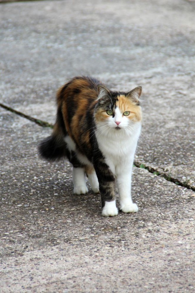 Photo de Chat domestique