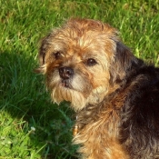 Photo de Border terrier