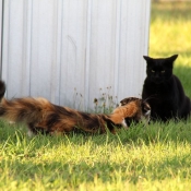 Photo de Chat domestique