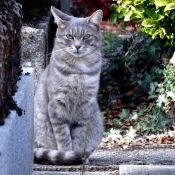 Photo de Chat domestique