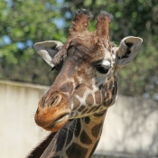 Photo de Girafe