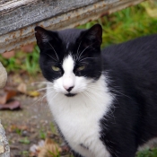 Photo de Chat domestique